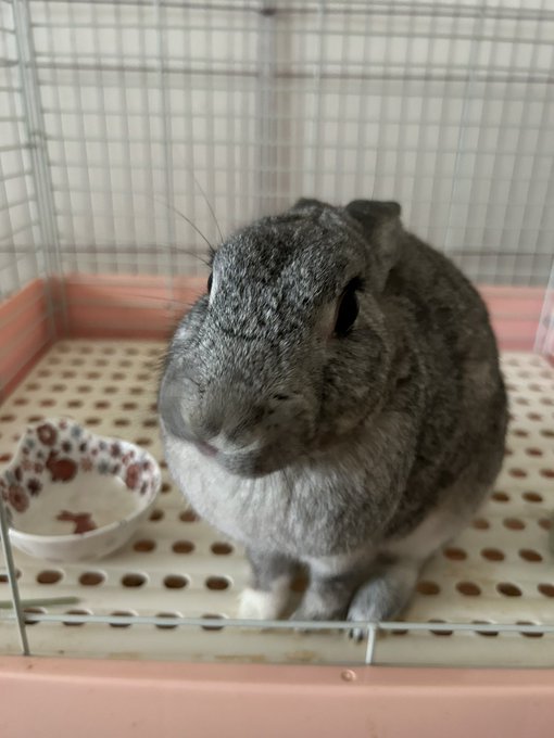 🐰どこいくの？せわにん。お仕事。🐰るるも連れて行くの！ 