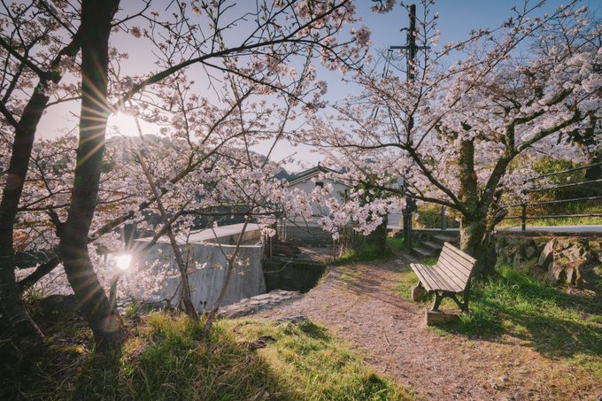 一年に一度は見たくなる朝日照らされる桜の久美子ベンチという最高の景色#響けユーフォニアム 