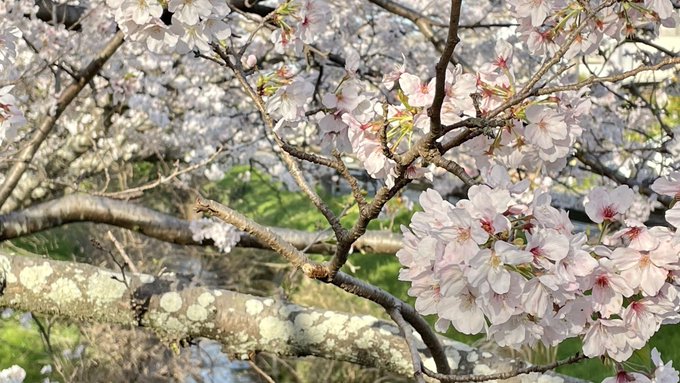 涙する朝。おはようございます☀4月から中3•小6となるこどもたち。それでも一緒にいると落ちついて読書はできない。それなら 涙する朝。おはようございます☀4月から中3•小6となるこどもたち。それでも一緒にいると落ちついて読書はできない。それなら