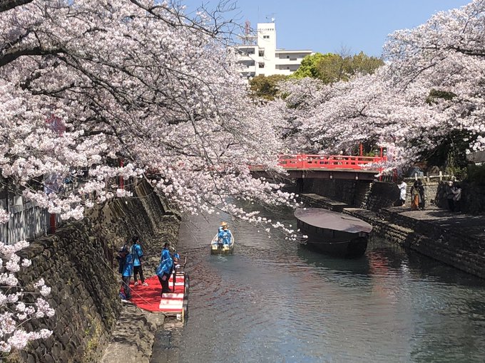 大垣の桜。川下りも開催中でした。この時期は下流に堰を設置してあるので水量が多いです。聲の形の聖地でもあります。 