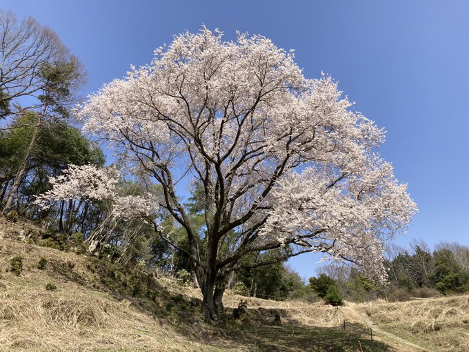 今回、竹原には「たまゆら」でも印象的なシーンが多い桜を見に来ました🌸ここもその一つの宿根の大桜。樹齢は約250年で、こん