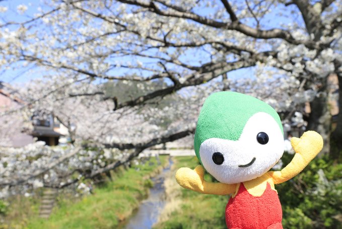 やまぐちで桜が見ごろを迎えちょるね☆彡山口市の「一の坂川」でも、きれいに咲いちょるる♪春本番を感じられてうれしいね(#^