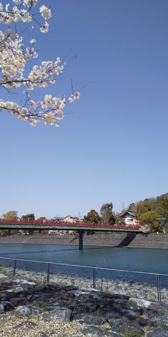 さて、目的地の花見撮影場所、京都宇治市の宇治川沿いに来ました。ソメイヨシノが綺麗に咲いてます。#お花見#お花見日和#野外