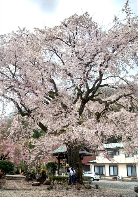 地元観光した今日見た大きいものしだれ桜ラピュタみたいな雲いちごパフェなんか像海苔巻き焼き鳥ごま団子とみたらし団子、ドーナ