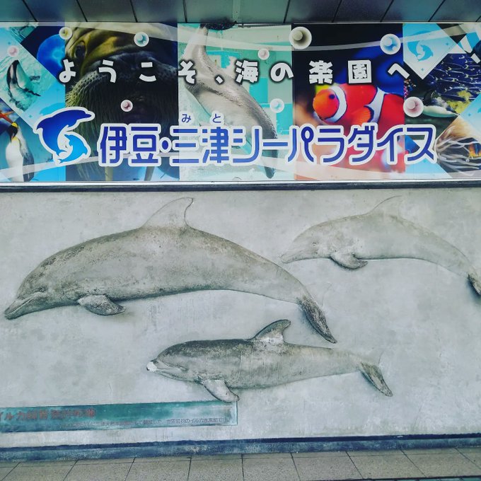 #伊豆旅行 #三津シーパラダイス#アザラシの赤ちゃん #イルカ賢い🐬 #ヘドウィグ？？？アザラシの赤ちゃん😆可愛かったぁ