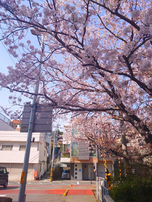 長崎をさるいて見つけたとっておきのお気に入り桜スポット🌸西浦上駅近くの踏切の桜は秒速5センチメートルの映画のような雰囲気