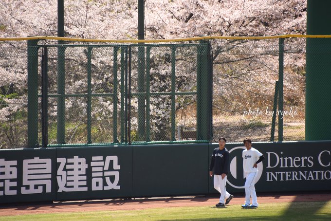 この時期のジャイアンツ球場なら絶対に撮りたい桜と選手の写真😌ちはやふる～🌸⭐️佐々木千隼西野勇士#chibalotte 