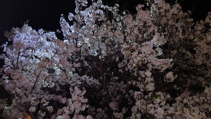 夜桜四重奏が聴こえてきそう 