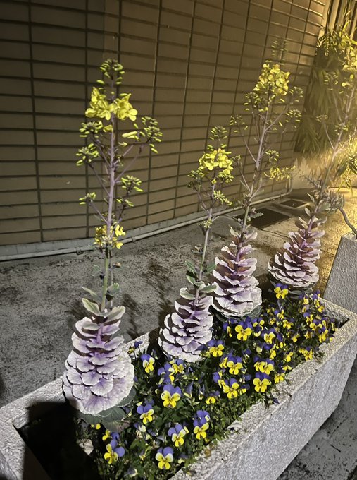 この巷でよく見かけるキャベツみたいな植物「葉牡丹」。その名の通りよく見るのは葉っぱ部分だとは分かってるいるのですが、こう この巷でよく見かけるキャベツみたいな植物「葉牡丹」。その名の通りよく見るのは葉っぱ部分だとは分かってるいるのですが、こう