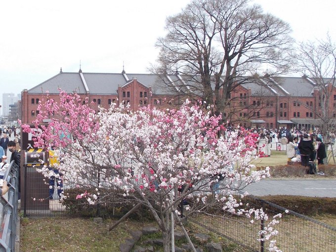 横浜の桜めぐり。金色のコルダに描かれた風景とともに。赤レンガ倉庫から象の鼻パークの側へ出てすぐの所にある三色桜です。一本 横浜の桜めぐり。金色のコルダに描かれた風景とともに。赤レンガ倉庫から象の鼻パークの側へ出てすぐの所にある三色桜です。一本