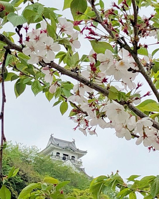 過去picサクラを待ちきれずフライング舘山城 桜🌸のお城シリーズちょうど仕事で千葉にきてます里見八犬伝と関係深い館山城。