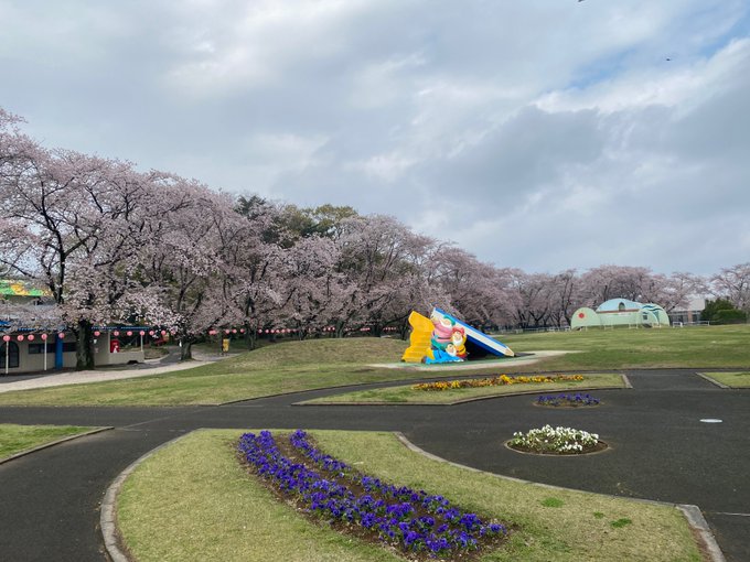 【むさしの村 桜開花情報】園内では桜吹雪が舞っています🌸今週末ぐらいまではギリギリ花びらキャッチをお楽しみ頂けそうです😁