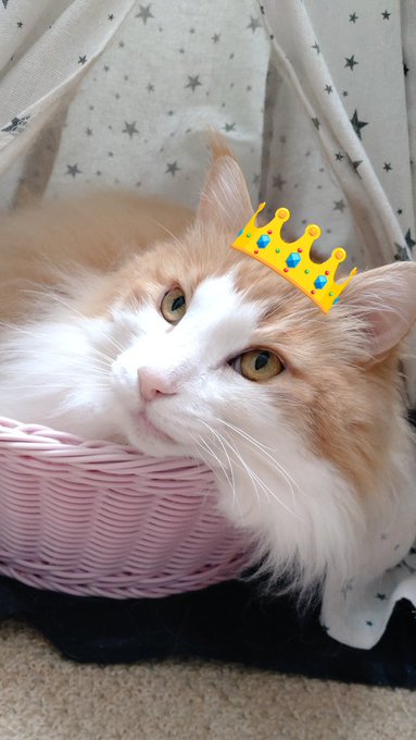 ノアくん12歳のお誕生日おめでとう🥳12歳も楽しく元気に過ごそうね🤗❤️#猫 #猫のいる暮らし #猫がいる幸せ #ノルウ