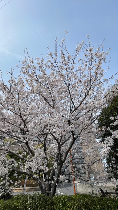 連日たくさんのRT&amp;いいね&amp;フォロー、ありがとうございます♪桜の季節ですね。桜を見て、キャラクターの名前