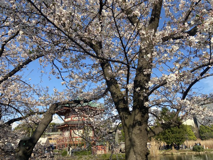 上野恩賜公園不忍池の弁天堂で桜を見る慣習はこち亀で学んだ 