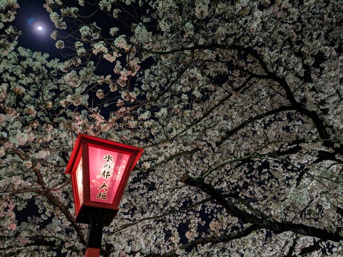 今日も夜桜見物🤗🌸🌸🌸別世界🤗🌸🌸🌸非日常🤗🌸🌸🌸#大垣 #聲の形 #夜桜 