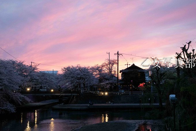 四季の広場（岐阜県大垣市）現在、夜はライトアップしてますので、桜をこの場所で、昼と夜、楽しむのはありでしょうね。＃聲の形