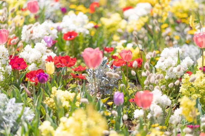 🌸アイメモ第157回🍀春うた🌸🌟来週の特集🌟4月6日(木)第158回 お花ソングタイトルや歌詞にお花が印象的に登場する曲 🌸アイメモ第157回🍀春うた🌸🌟来週の特集🌟4月6日(木)第158回 お花ソングタイトルや歌詞にお花が印象的に登場する曲