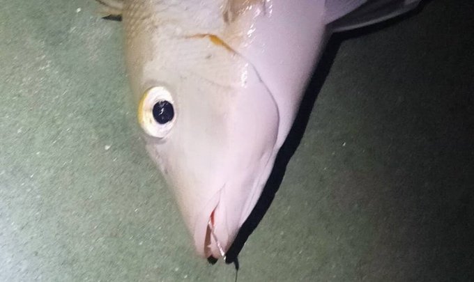 おまギリ寄生獣に出てそうなビジュしてんな おまギリ寄生獣に出てそうなビジュしてんな