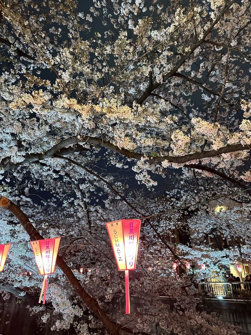 夜桜カルテットin目黒川#ファインダーの越しの私の世界 #写真 #sakura #桜 #写真好きな人と繋がりがたい 