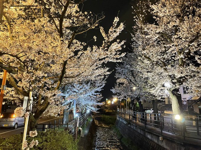 桜と川とぼっちと虫の夜桜カルテット 