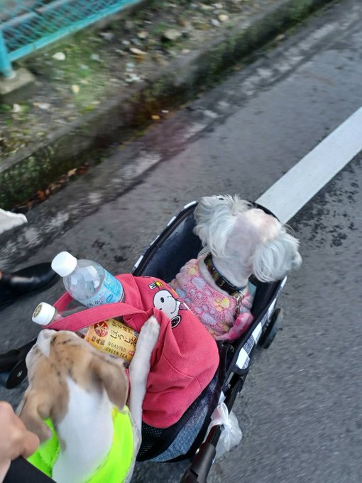 どうしても、乗りたい。。５ヶ月のブルちゃん😱シュナのフランキーは12歳🐶何があっても乗せません😅#散歩#犬用バギー#シュ