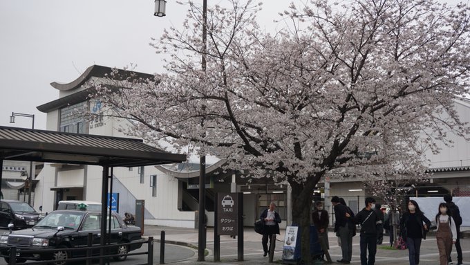 両方の宇治駅の桜#anime_eupho #響けユーフォニアム 