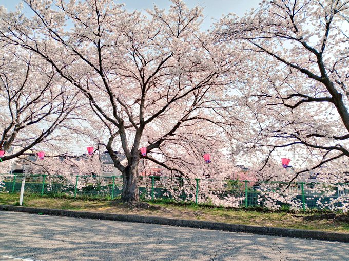 仕事終了帰宅次予定南港！町内の桜が満開です！来週の花見楽しみ🍻映画「アオハライド」の本田翼ちゃんの登校シーンで使われた場