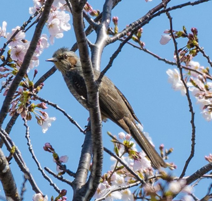 桜の写真に紛れてた謎の鳥。。。君の名は。🤔 