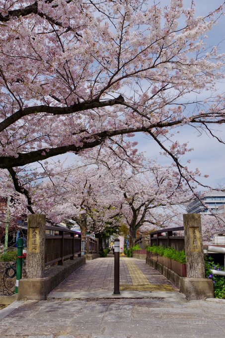 本日の四季の広場は幸せな満開花びらがそよ風でふわり舞う頃合いです#大垣 #聲の形 本日の四季の広場は幸せな満開花びらがそよ風でふわり舞う頃合いです#大垣 #聲の形
