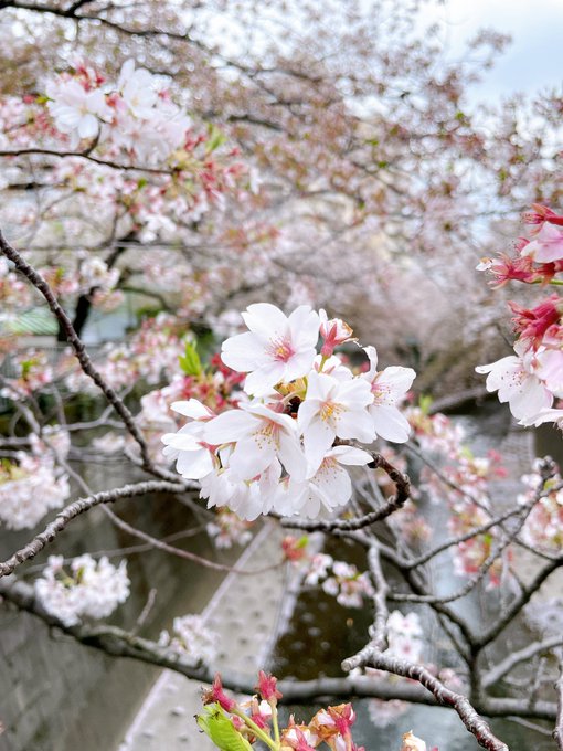 お昼ごはんのタイミングズレたしな〜と川沿いに咲く桜眺めながら土地勘なくウロウロ。川が桜で模様付けされているのと散ってる桜
