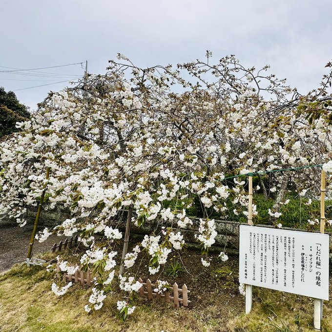 #西伊豆　#最福寺2001年（平成13年）に新種と認定され「伊豆最福寺しだれ」と命名された最福寺の八重咲きシダレ桜です。