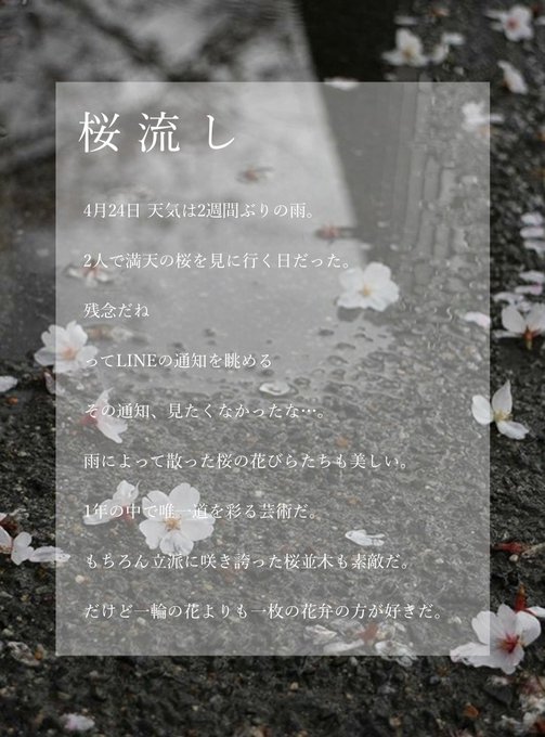 【 free script 】⠀⠀⠀⠀⠀⠀⠀『 桜 流 し 』⠀春 の 風 物 詩 で あ る 桜⁠⠀皆 さ ん は ど