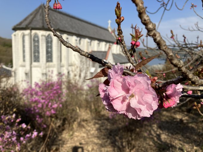 【ワガハイの開花情報🌸】「聖ザビエル天主堂」から「菊の世酒蔵」へ向かう坂道沿いの八重桜が、いよいよ蕾を膨らませ始めたのだ