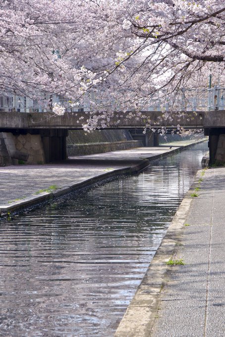 舞い散る桜を一日中眺めていました午後回って空は澄んで来てそして散り始め…多分明日が最高かな#大垣 #聲の形 