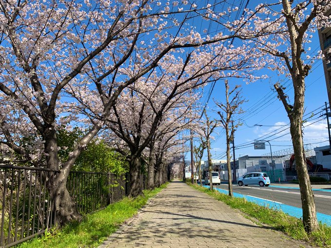 先日、念願叶ってのぞみぞ桜通りに…天気にも恵まれ、本当に最高の日になりました#リズと青い鳥 先日、念願叶ってのぞみぞ桜通りに…天気にも恵まれ、本当に最高の日になりました#リズと青い鳥