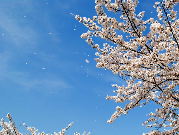 ねぇ。秒速5センチなんだって。桜の花の落ちるスピード。秒速5センチメートル。ねぇ。なんだか、まるで雪みたいじゃない？来年