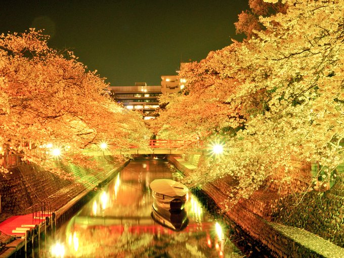 もちろん今夜も夜桜見物🤗🌸🌸🌸大垣滞在中の3日間、皆勤賞達成🤗🌸🌸🌸#大垣 #聲の形 #聖地巡礼 #夜桜 