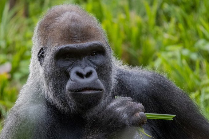 【#空知先生のお仕事情報】動物園で空知先生を発見しました🦍お元気そうでした。#銀魂 #Gintama 