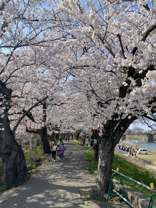 福井桜めぐり足羽川堤防同じく足羽神社の枝垂れ桜あらた坂（ちはやふる） 