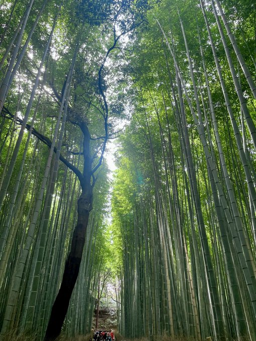   茶渡さん！今度は聖地の京都にキャストさん引き連れて来てくださいね！わたりんも笑#俺ガイル#嵐山 