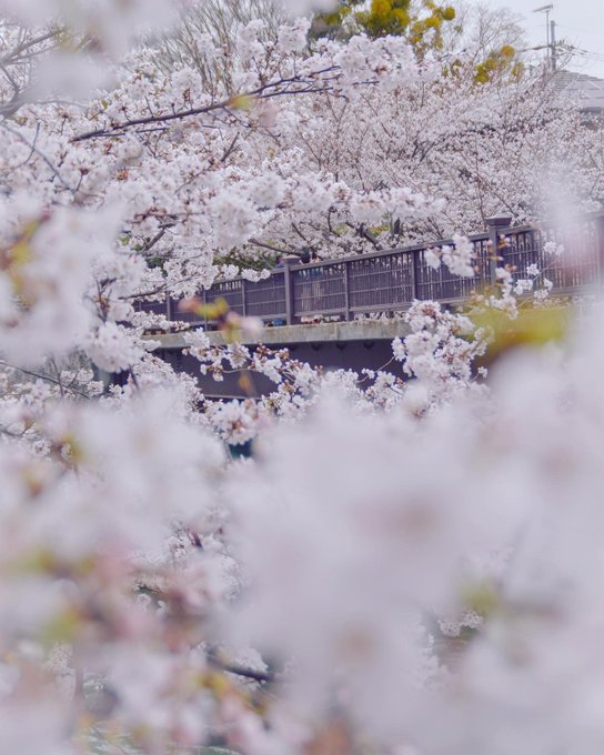 今日から4月となりました🌸今月も宜しくお願いしま〜す😙#であい橋 #桜 #君の膵臓をたべたい #いろはす 今日から4月となりました🌸今月も宜しくお願いしま〜す😙#であい橋 #桜 #君の膵臓をたべたい #いろはす