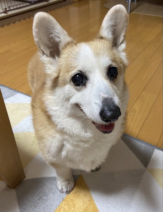 2021.4.1 ラム12歳今日から4月だワン🐶🌈🌸昨日開幕戦勝利🐯⚾️おかあしゃん喜んでたワン❣️ 