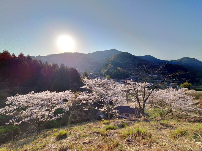 今朝の宿禰の大桜。まだまだ満開です(^^)#tamayura #たまゆら #竹原市 #たけはら 