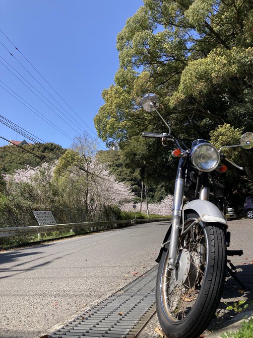 桜の花びらも舞い落ちてきました。新海誠監督は桜の花びらが舞い落ちる速度を秒速5センチメートルだと言っています。どうして桜