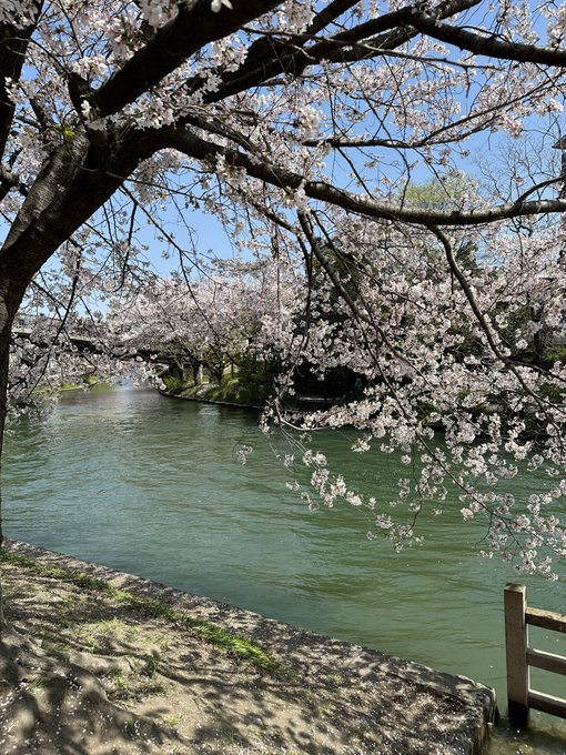 昔から周りに影響されやすい性格です。早朝から泣いてしまった「君の膵臓をたべたい」のロケ地へ。桜を見にたくさんの人がいまし 昔から周りに影響されやすい性格です。早朝から泣いてしまった「君の膵臓をたべたい」のロケ地へ。桜を見にたくさんの人がいまし