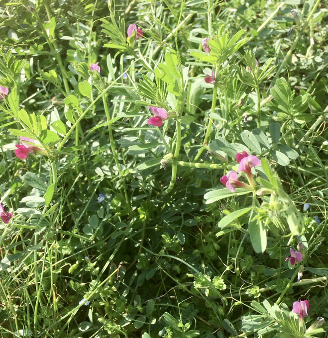 春は風夏は太陽秋は空冬は土そんなイメージ、ただそれだけ。春だなぁ〜💐 