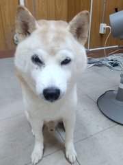 迷子犬情報 20211209-2柴犬、赤、オス、12歳、10kg。顔の周りは白く、肛門周りはアトピーの為毛がありません。