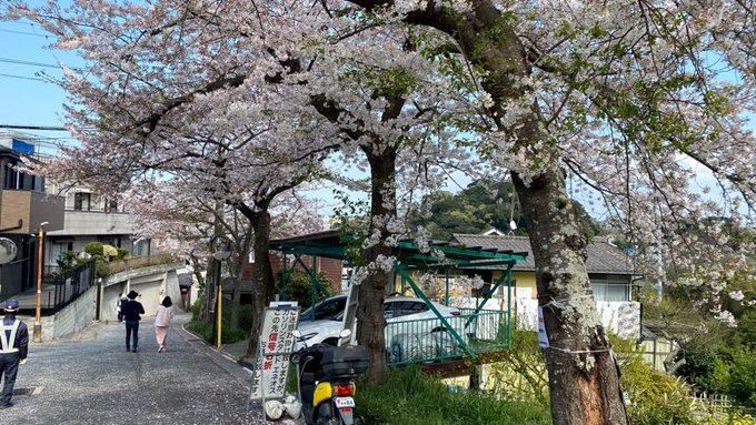 横須賀に用事があるので久しぶりに衣笠山公園に。麓は桜がまだ残っていたけど、山の上の方に行くと桜は散ってましたわ。はいふり