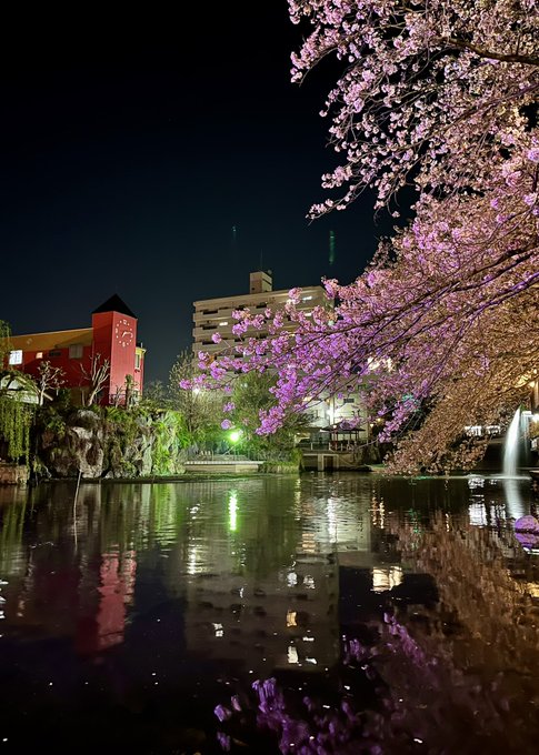 本日の四季の広場夜桜に水面に滝も輝く素晴らしいライトアップ特別な時間ですね#大垣 #聲の形 